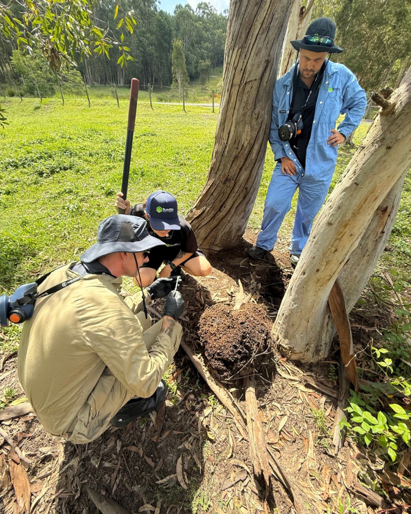 Technicians in PPE conducting a practical timber pest inspection at a termite mound during field training